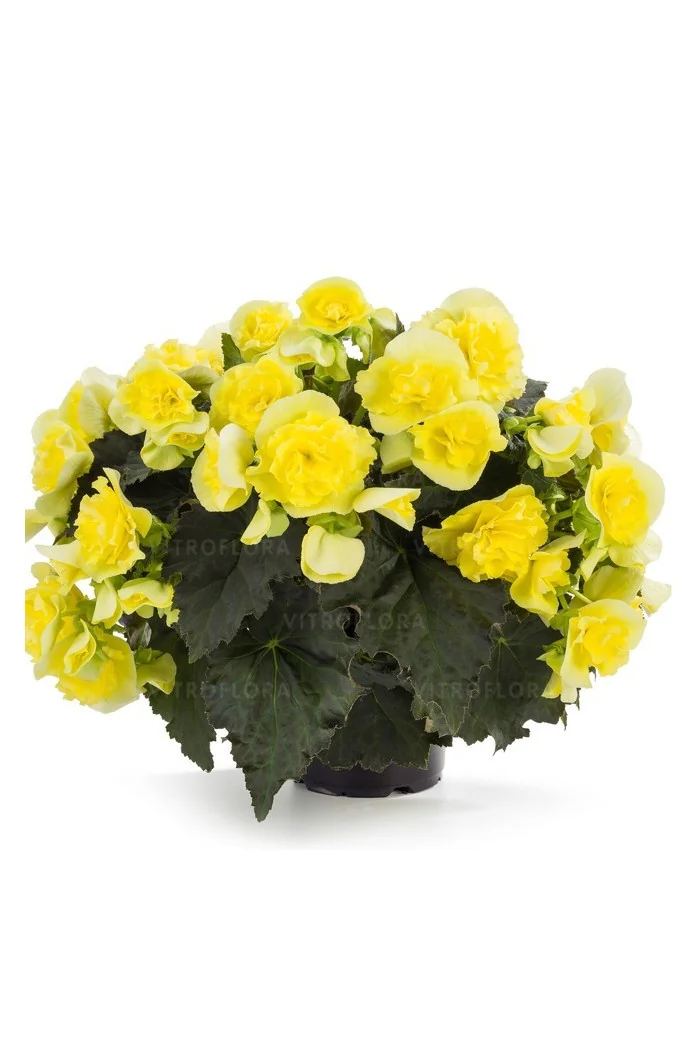Begonia Solenia 'Yellow'