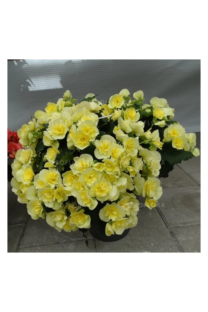 Begonia Solenia 'Yellow'