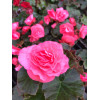 Begonia Solenia 'Light Pink'