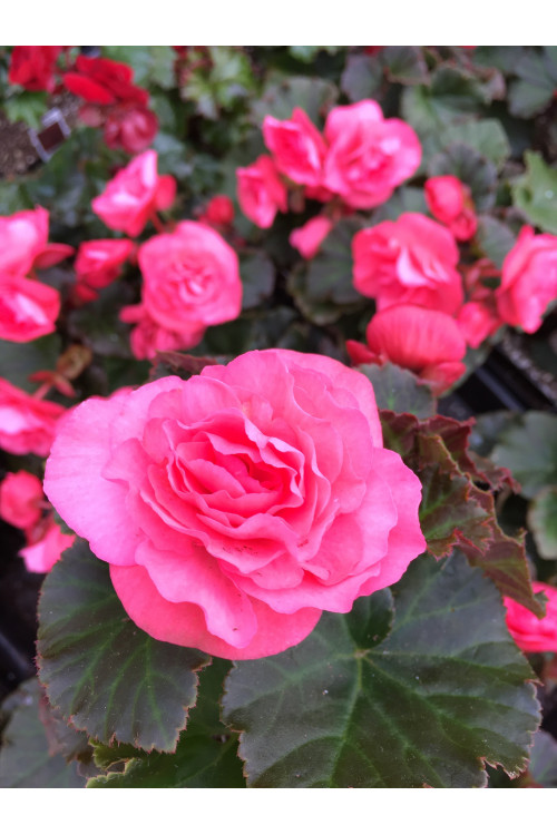 Begonia Solenia 'Light Pink'