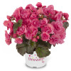Begonia Solenia 'Light Pink'