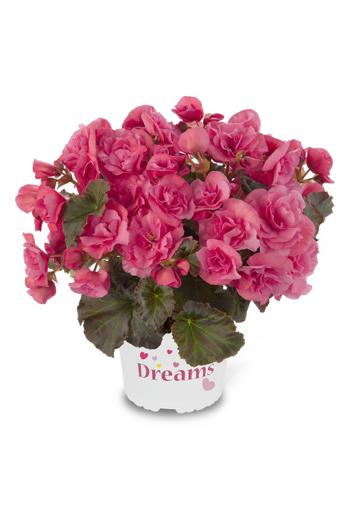 Begonia Solenia 'Light Pink'