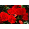 Begonia Solenia 'Red Orange'