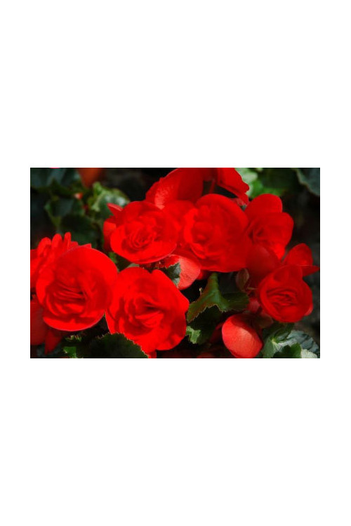 Begonia Solenia 'Red Orange'