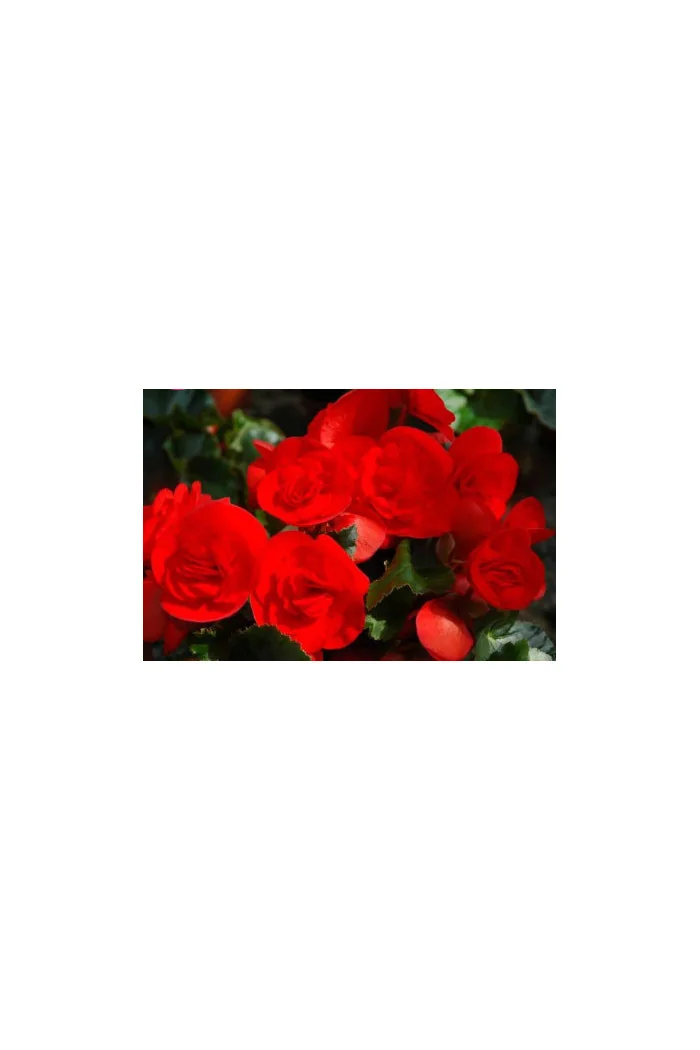 Begonia Solenia 'Red Orange'