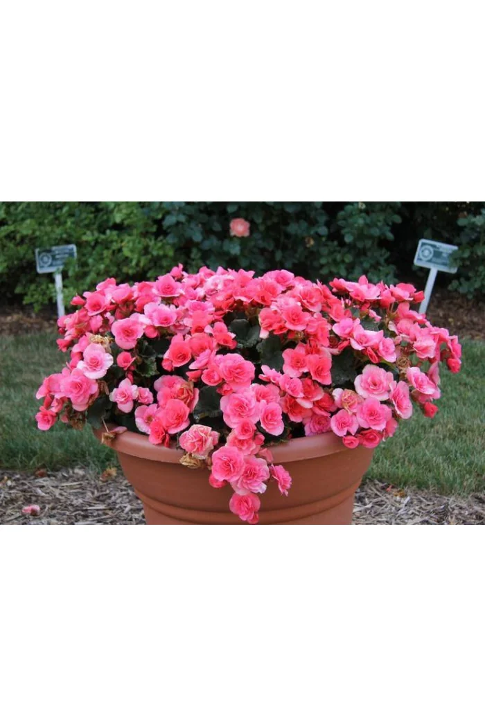 Begonia Solenia 'Light Pink'