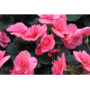 Begonia Solenia 'Light Pink'