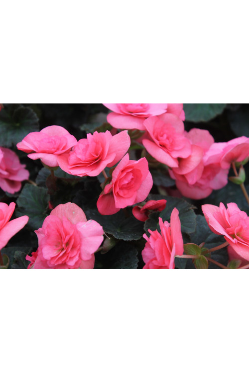 Begonia Solenia 'Light Pink'