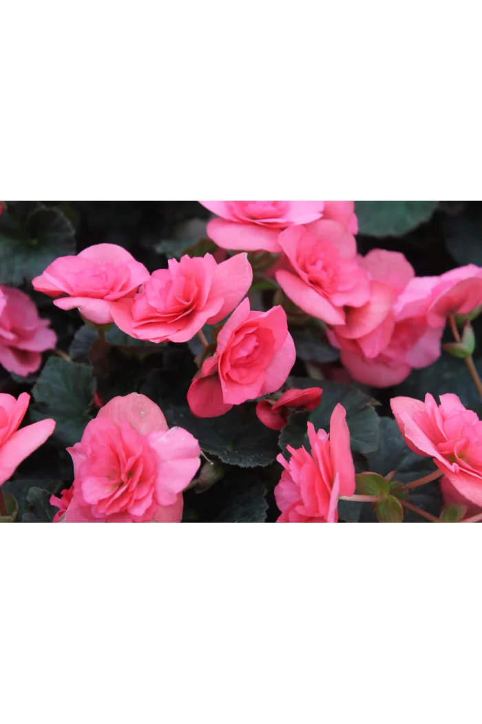 Begonia Solenia 'Light Pink'