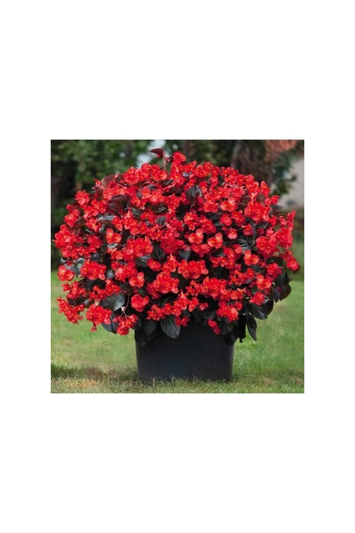 Begonia (Dragon) 'Big Red Bronze Leaf'' div class'lat' Begonia /div