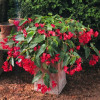 Begonia (Dragon) 'Big Red Green Leaf'' div class'lat' Begonia /div