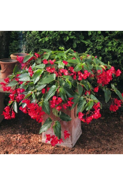 Begonia (Dragon) 'Big Red Green Leaf'' div class'lat' Begonia /div