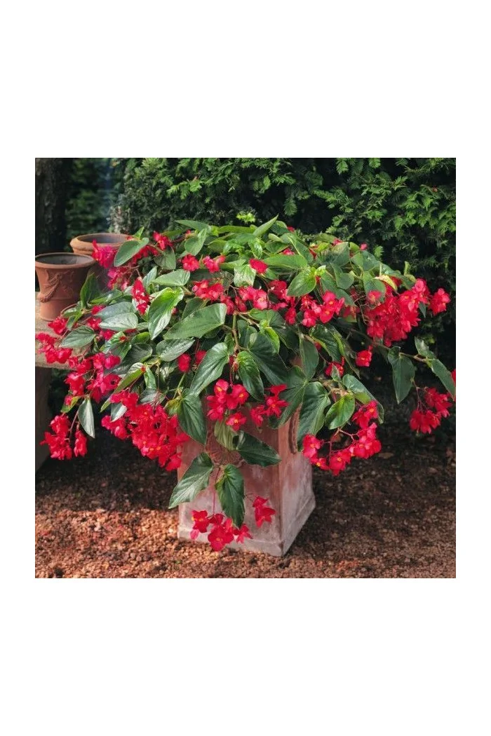 Begonia (Dragon) 'Big Red Green Leaf'' div class'lat' Begonia /div