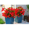 Begonia (Dragon) 'Big Red Green Leaf'' div class'lat' Begonia /div