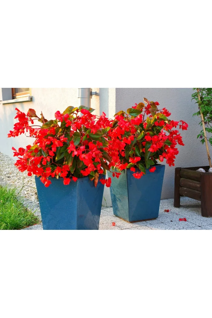 Begonia (Dragon) 'Big Red Green Leaf'' div class'lat' Begonia /div