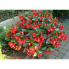 Begonia (Dragon) 'Big Red Green Leaf'' div class'lat' Begonia /div