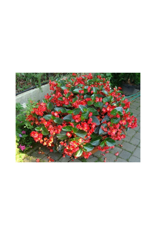 Begonia (Dragon) 'Big Red Green Leaf'' div class'lat' Begonia /div