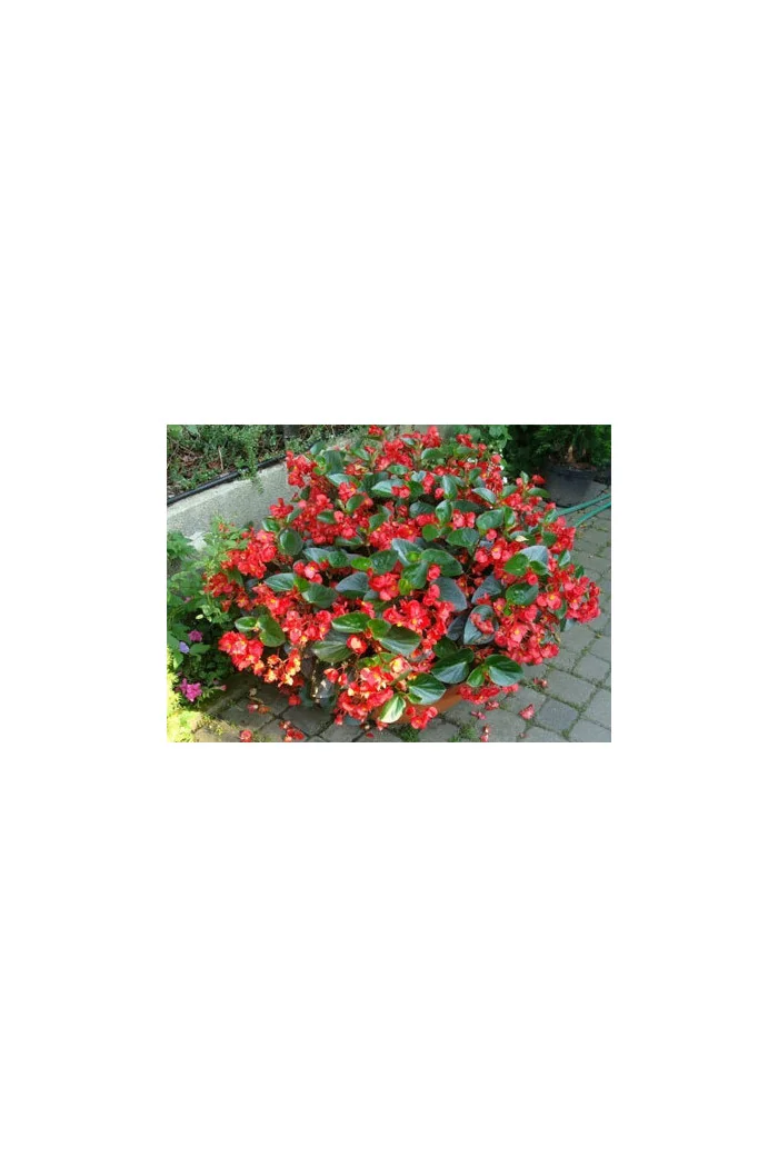 Begonia (Dragon) 'Big Red Green Leaf'' div class'lat' Begonia /div