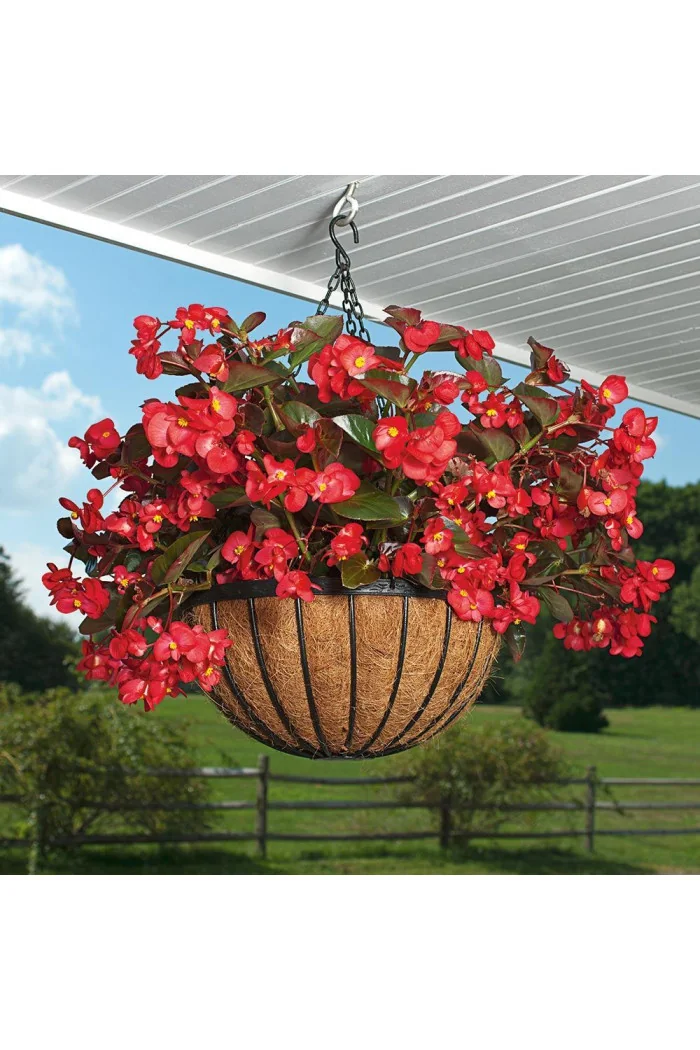 Begonia (Dragon) 'Big Red Bronze Leaf'' div class'lat' Begonia /div