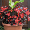 Begonia (Dragon) 'Big Red Bronze Leaf'' div class'lat' Begonia /div