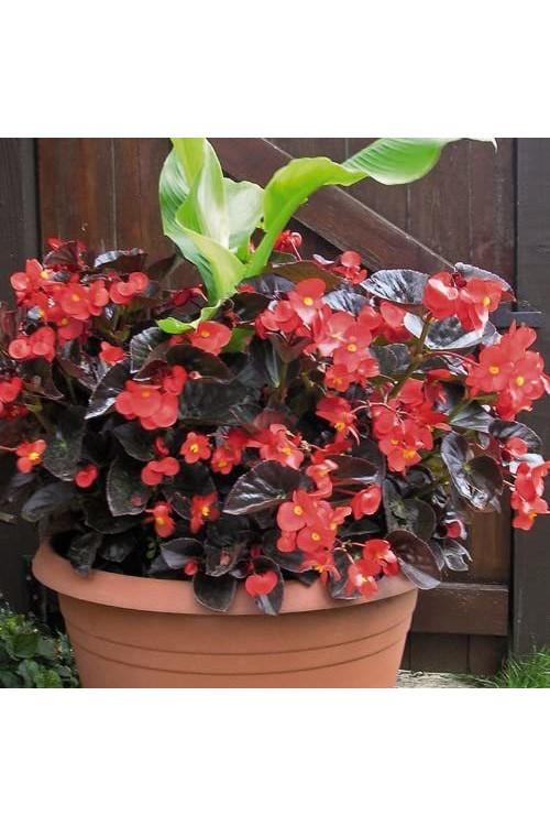 Begonia (Dragon) 'Big Red Bronze Leaf'' div class'lat' Begonia /div