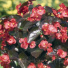 Begonia (Dragon) 'Big Red Bronze Leaf'' div class'lat' Begonia /div