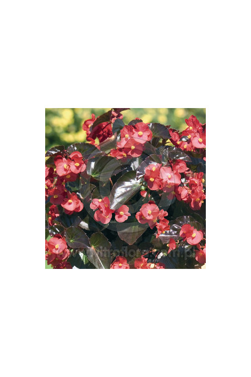 Begonia (Dragon) 'Big Red Bronze Leaf'' div class'lat' Begonia /div