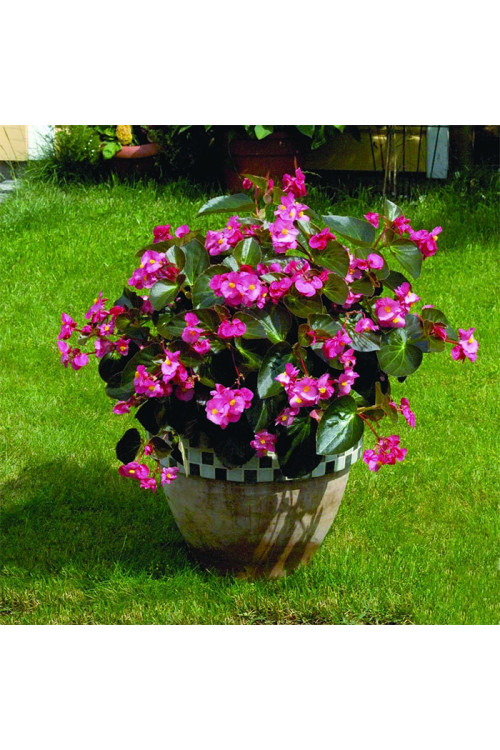 Begonia (Dragon) 'Big Rose Bronze Leaf'' div class'lat' Begonia /div