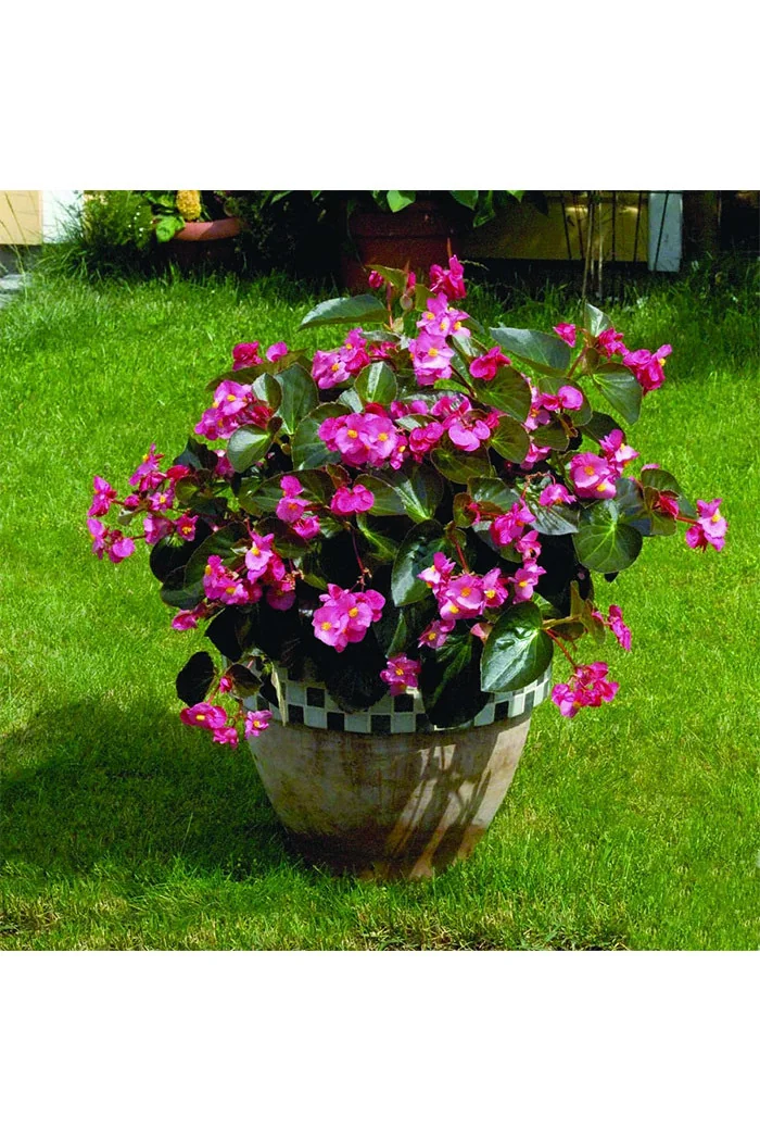 Begonia (Dragon) 'Big Rose Bronze Leaf'' div class'lat' Begonia /div