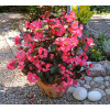 Begonia (Dragon) 'Big Rose Bronze Leaf'' div class'lat' Begonia /div