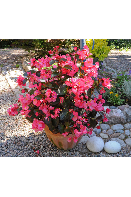 Begonia (Dragon) 'Big Rose Bronze Leaf'' div class'lat' Begonia /div