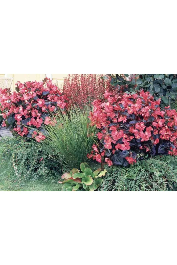 Begonia (Dragon) 'Big Rose Bronze Leaf'' div class'lat' Begonia /div