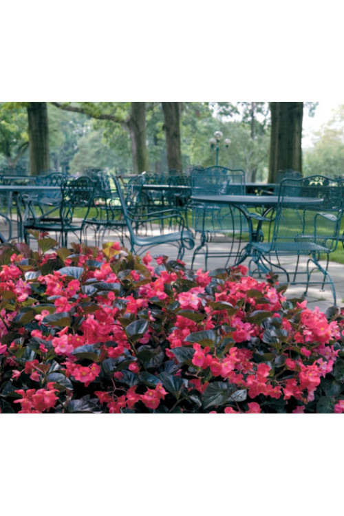 Begonia (Dragon) 'Big Rose Bronze Leaf'' div class'lat' Begonia /div