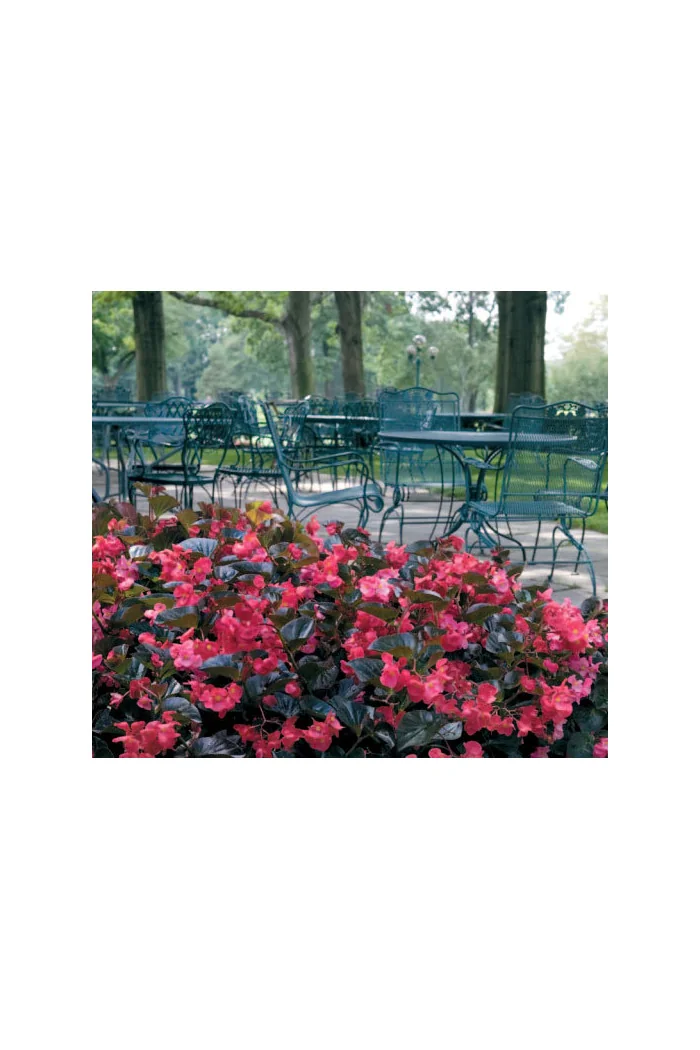 Begonia (Dragon) 'Big Rose Bronze Leaf'' div class'lat' Begonia /div