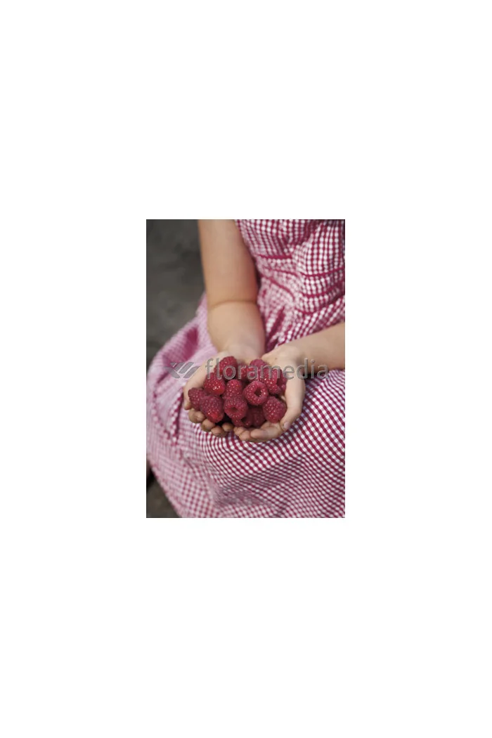 Malina 'Laszka' | Rubus idaeus