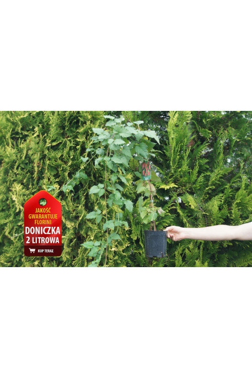 Malina 'Laszka' | Rubus idaeus