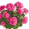 Pelargonia rabatowa 'Trendx Hot Pink' div class'lat' Pelargonium zonale /div