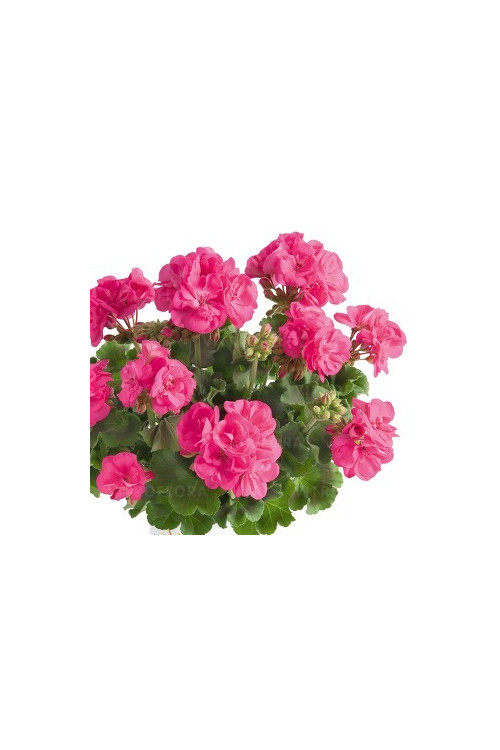 Pelargonia rabatowa 'Trendx Hot Pink' div class'lat' Pelargonium zonale /div