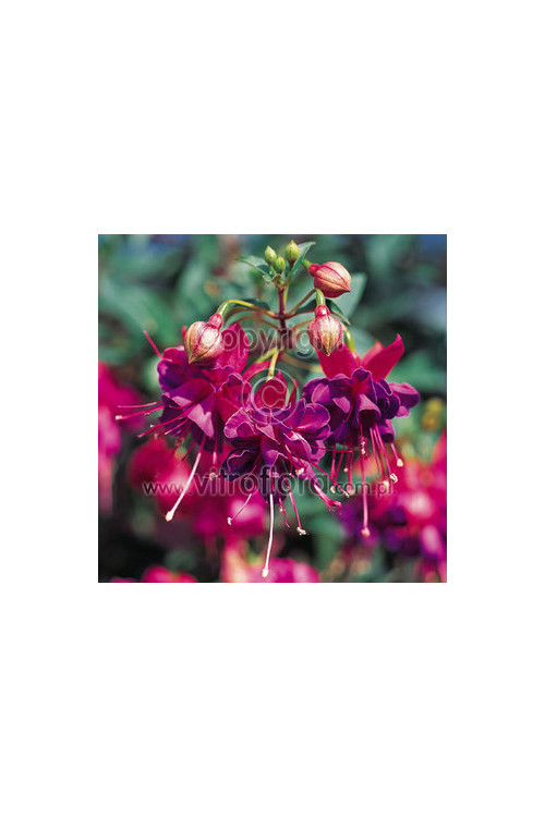 Fuksja 'Winston Churchill'