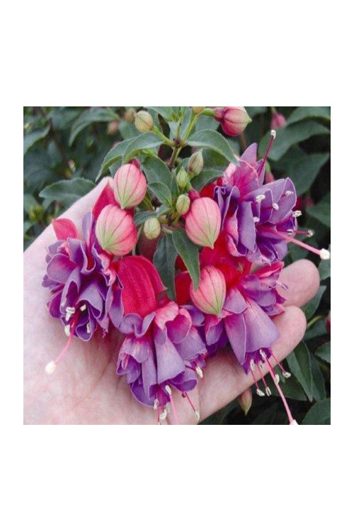 Fuksja 'Winston Churchill'