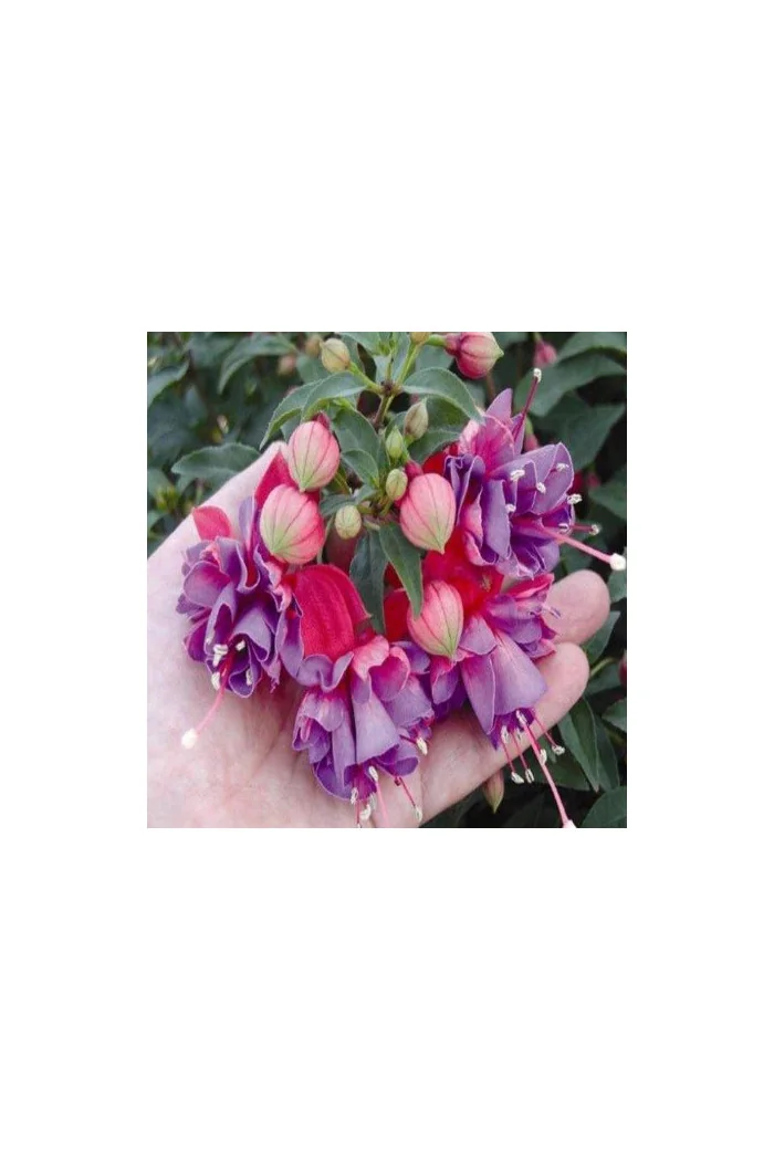 Fuksja 'Winston Churchill'