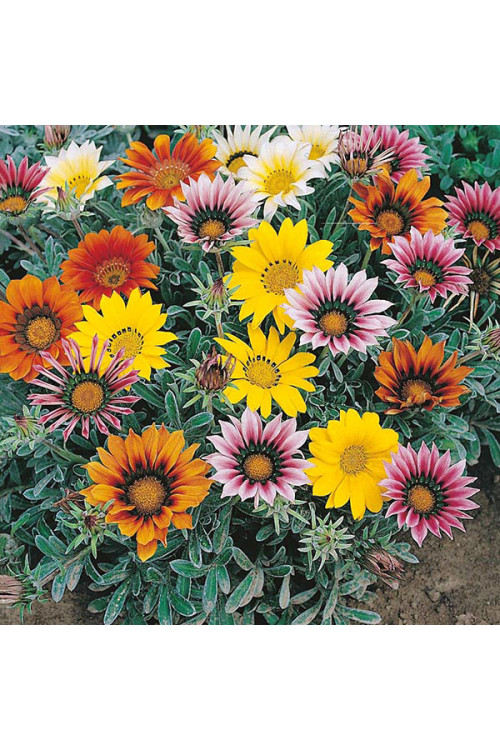 Gazania