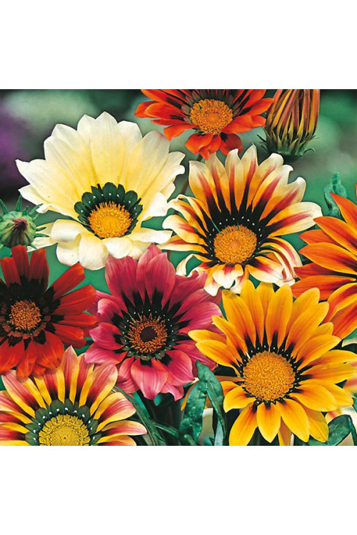 Gazania