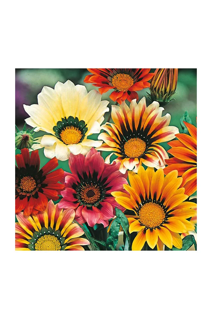 Gazania