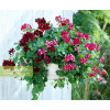 Pelargonia bluszczolistna 'Explosive' (odmiana półpełna)