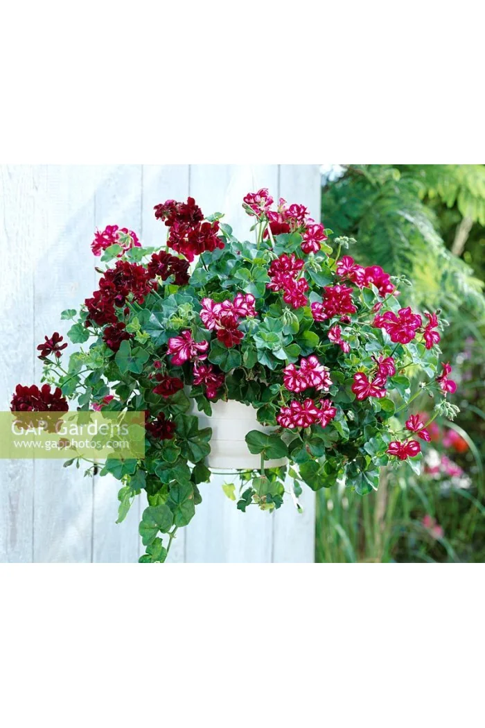 Pelargonia bluszczolistna 'Explosive' (odmiana półpełna)