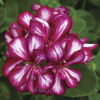 Pelargonia bluszczolistna 'Explosive' (odmiana półpełna)