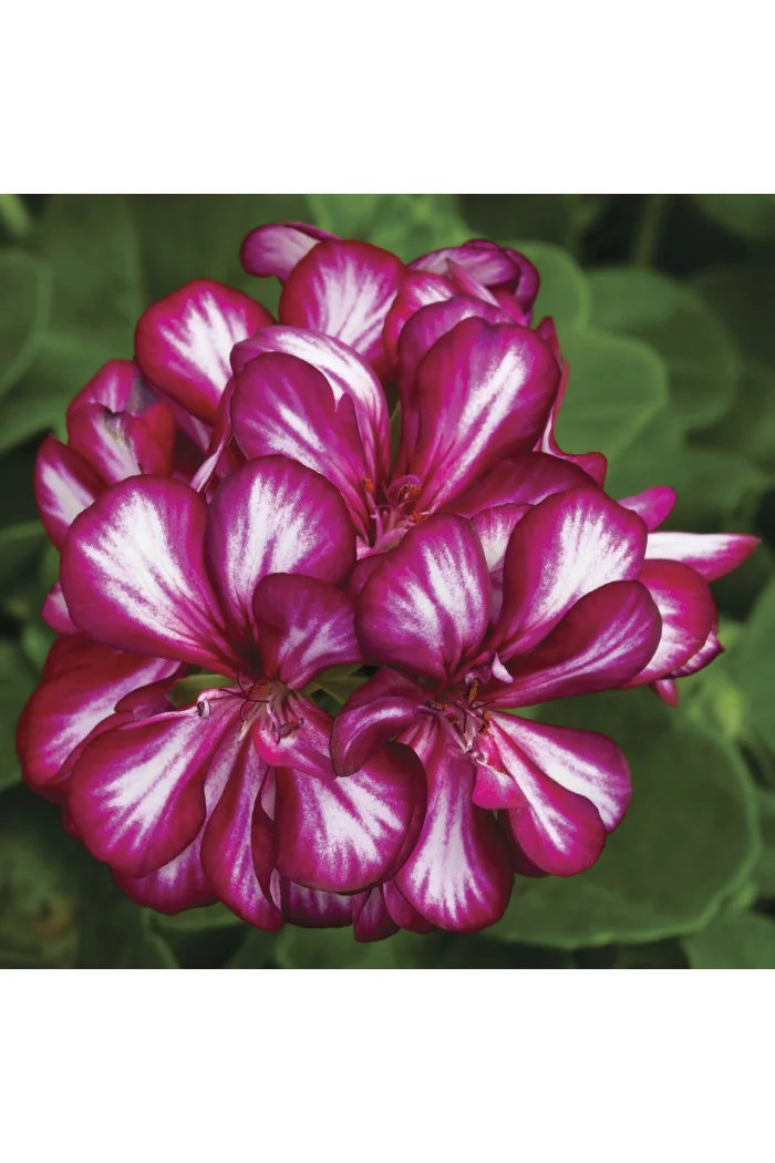 Pelargonia bluszczolistna 'Explosive' (odmiana półpełna)