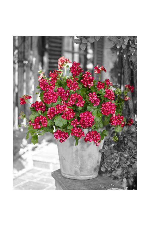 Pelargonia bluszczolistna 'Chris' (odmiana półpełna)