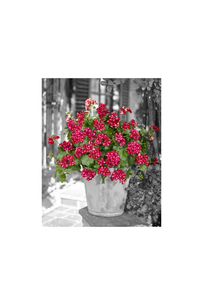 Pelargonia bluszczolistna 'Chris' (odmiana półpełna)